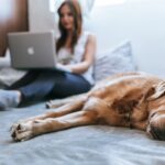 Dog Pet Insurance for 2023: What To Look For & Where To Find It