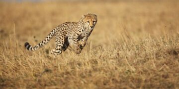 10 Speediest Land Animals