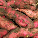 Grow Sweet Potatoes in Containers