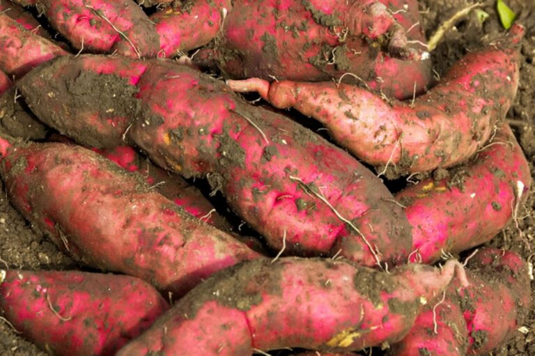 Grow Sweet Potatoes in Containers
