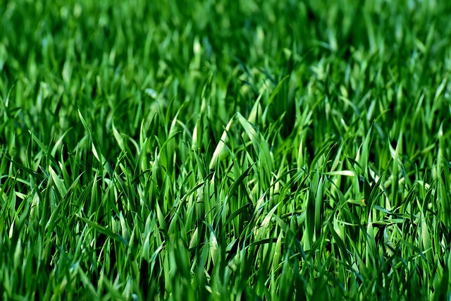 5.⁤ The Benefits⁢ of a Well-Maintained ⁢Lawn