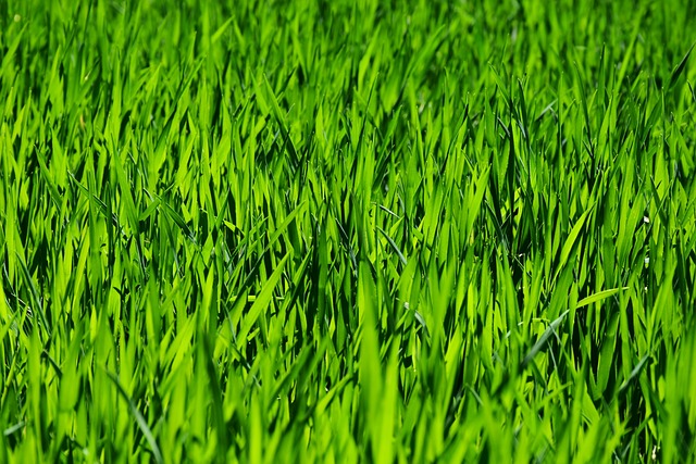 6. Looking Ahead: Tips for ⁢Long-Term Lawn Care